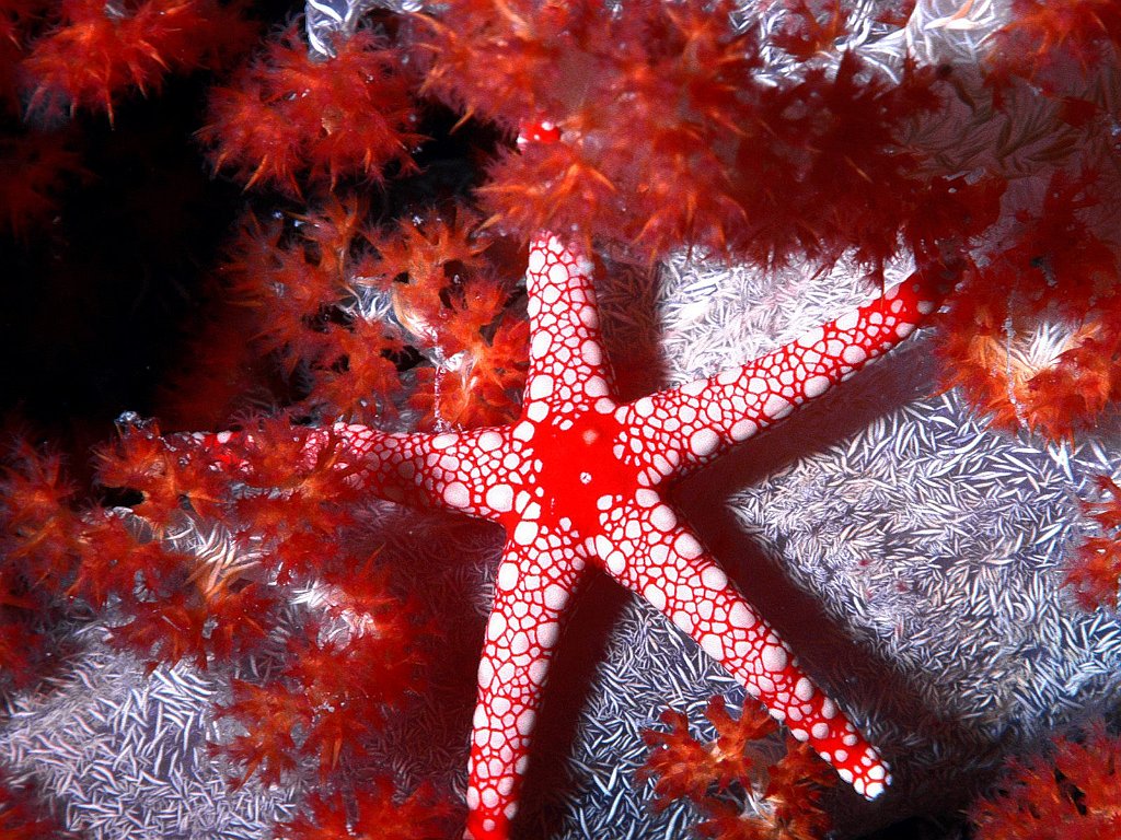 Sea Star, Fiji